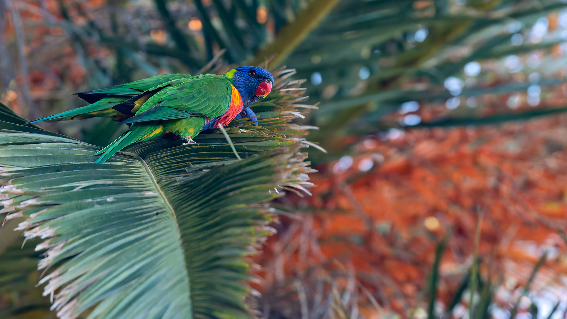 Perth - Allfarblori oder Keilschwanzlori oder Gebirgslori